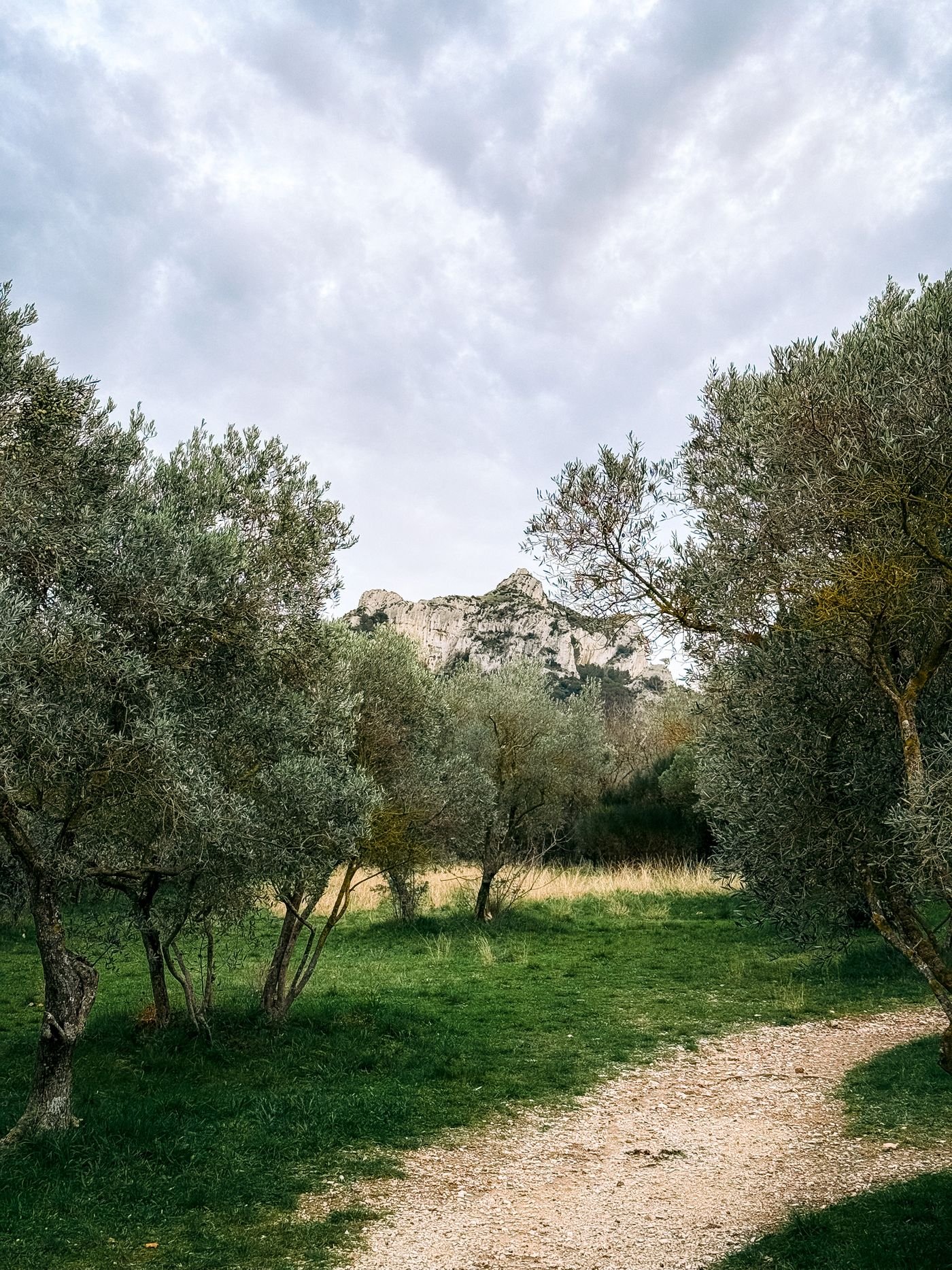 Oliveraie provençale au pied de la montagne